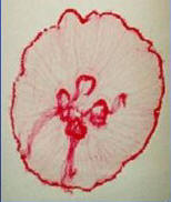 strani 1