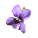 violette