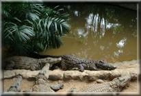 http://www.viaggidinozze.net/upload/immagini/mvs/Parco_coccodrilli_coccodrillo_mauritius2.jpg