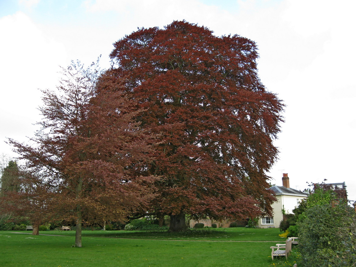 Beukenboom bij Tewkesbury Abbey