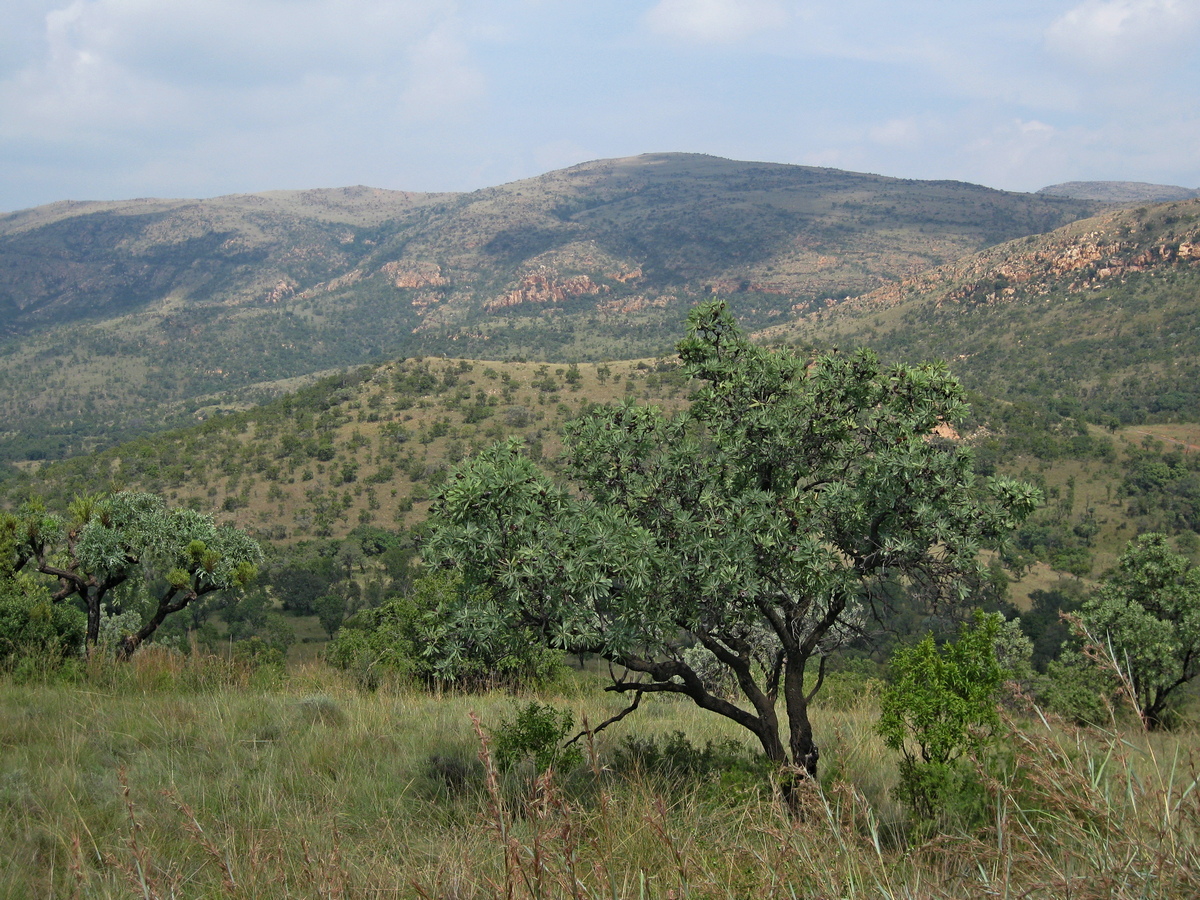 Kgaswane Mountain Reserve