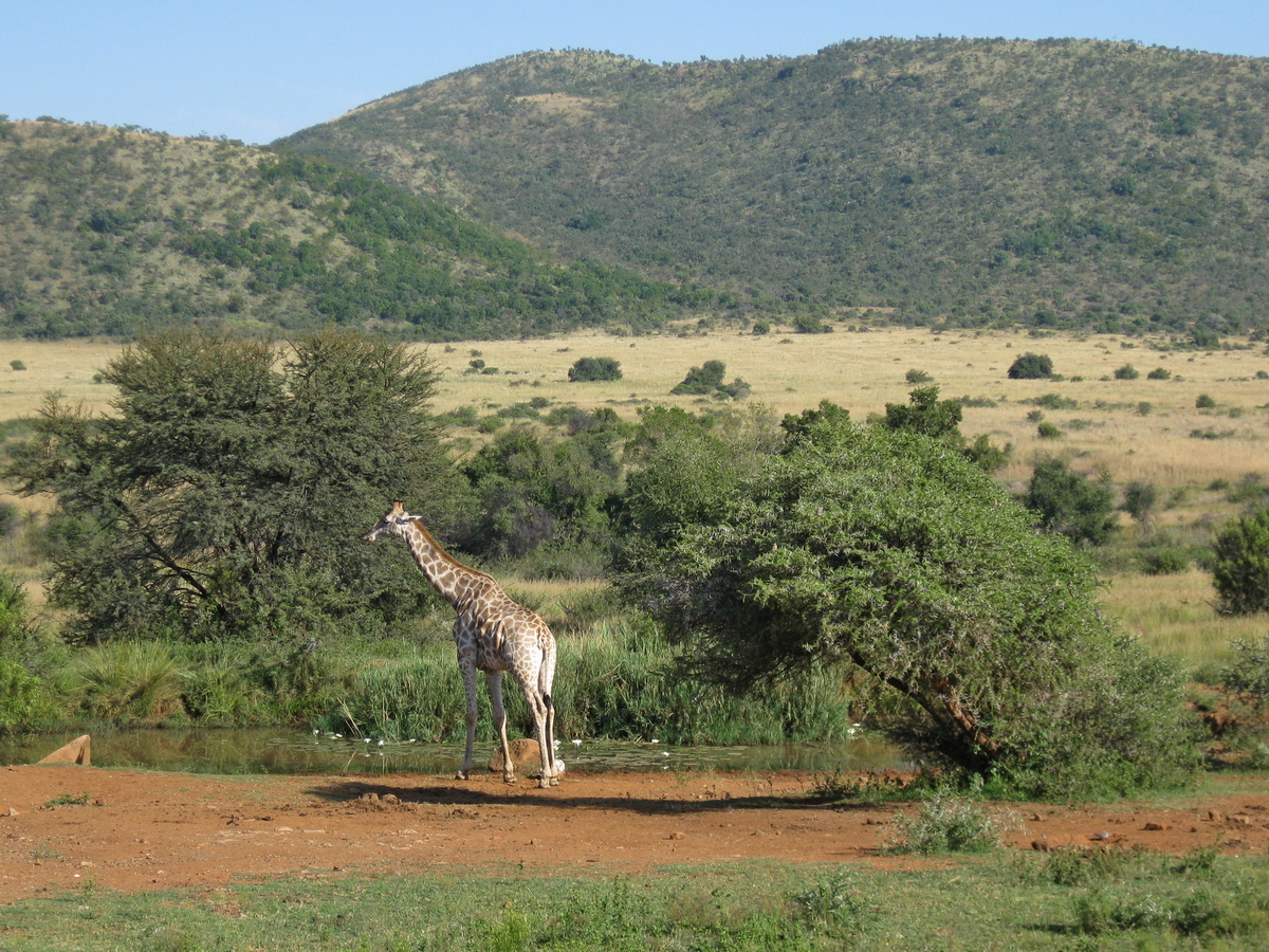 Giraffe bij de drinkplaats achter Pilanesberg Center