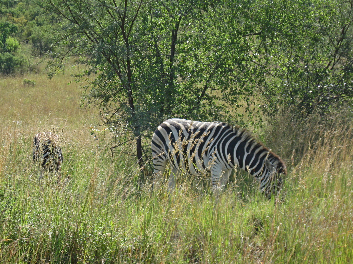 Zebra's in het hoge gras van Pilanesberg National Park