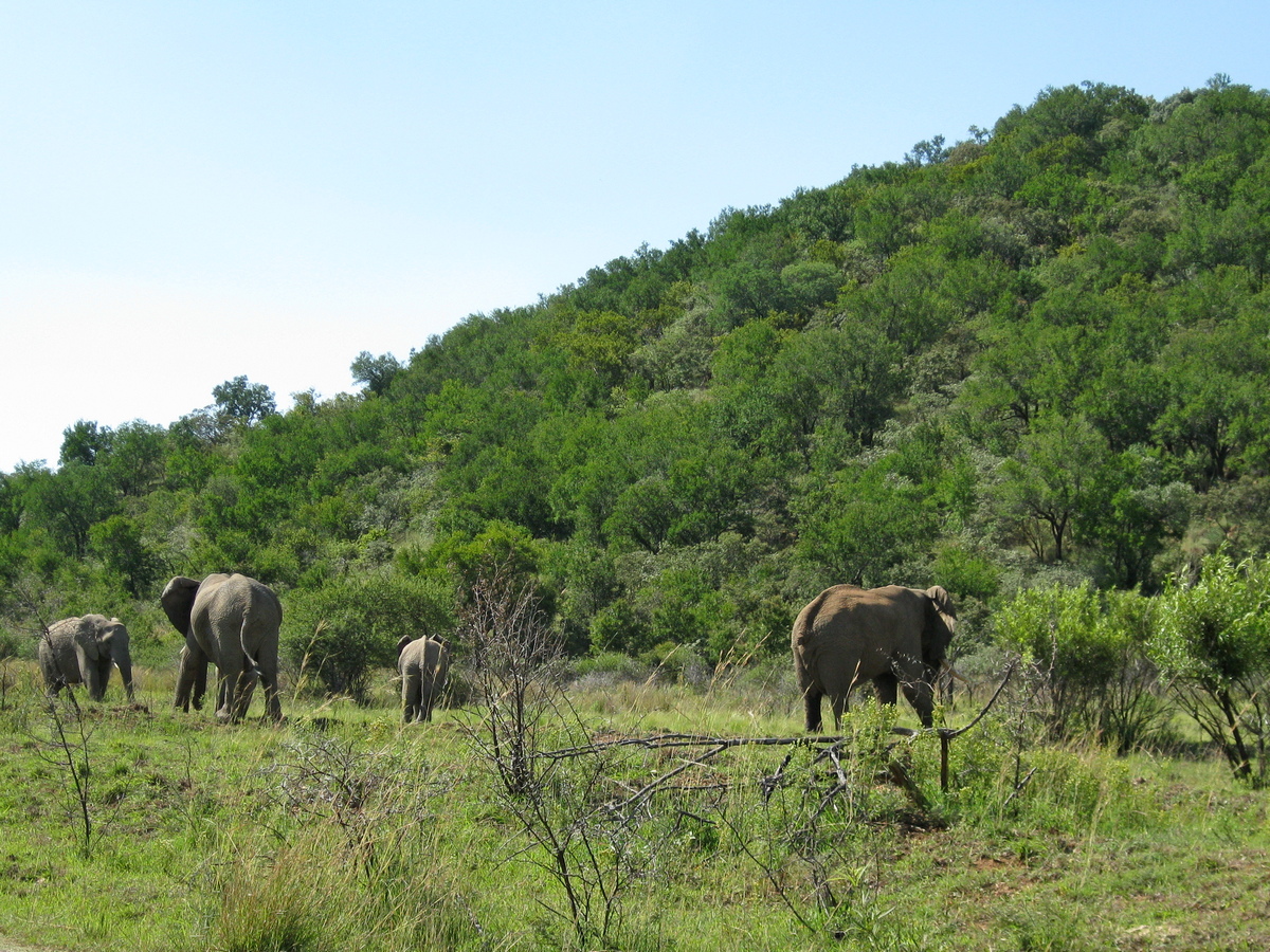 Olifanten in Pilanesberg
