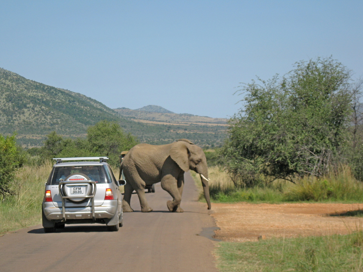 Pilanesberg, overstekende olifant op Tshwene