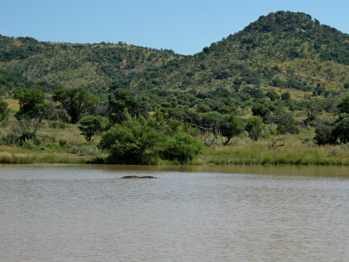 Nijlpaard in Ratlhogo Waterhole, Pilanesberg
