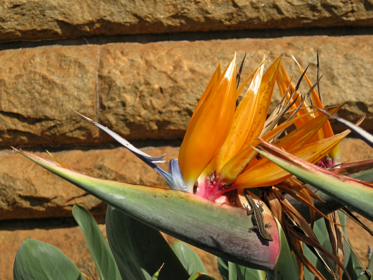 Paradijsvogelbloem met zonnend hagedisje in de tuin van het Voortrekkermonument, Pretoria