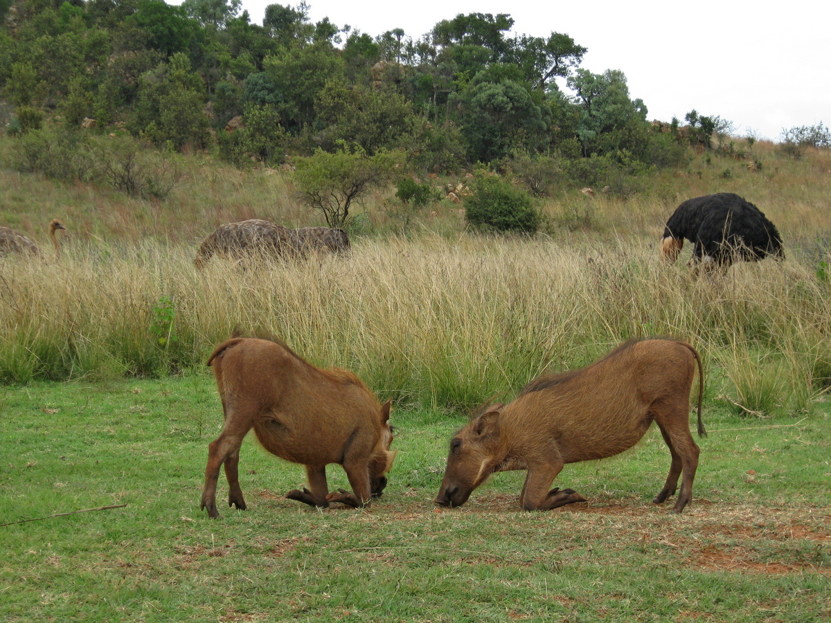 Warthog (knobbelzwijn) in Rhino and Lion Reserve, op de achtergrond enkele struisvogels
