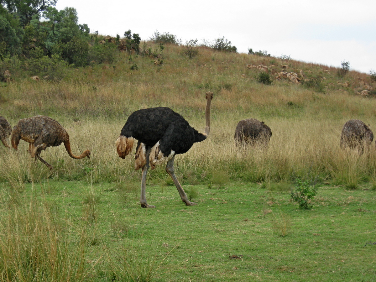Struisvogels in Rhino and Lion Reserve