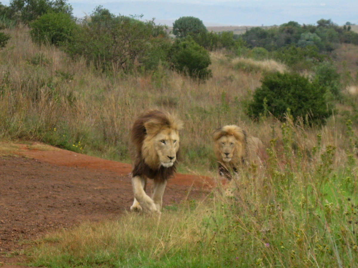 Rhino and Lion Nature Reserve. Leeuwen op weg naar de voederplaats