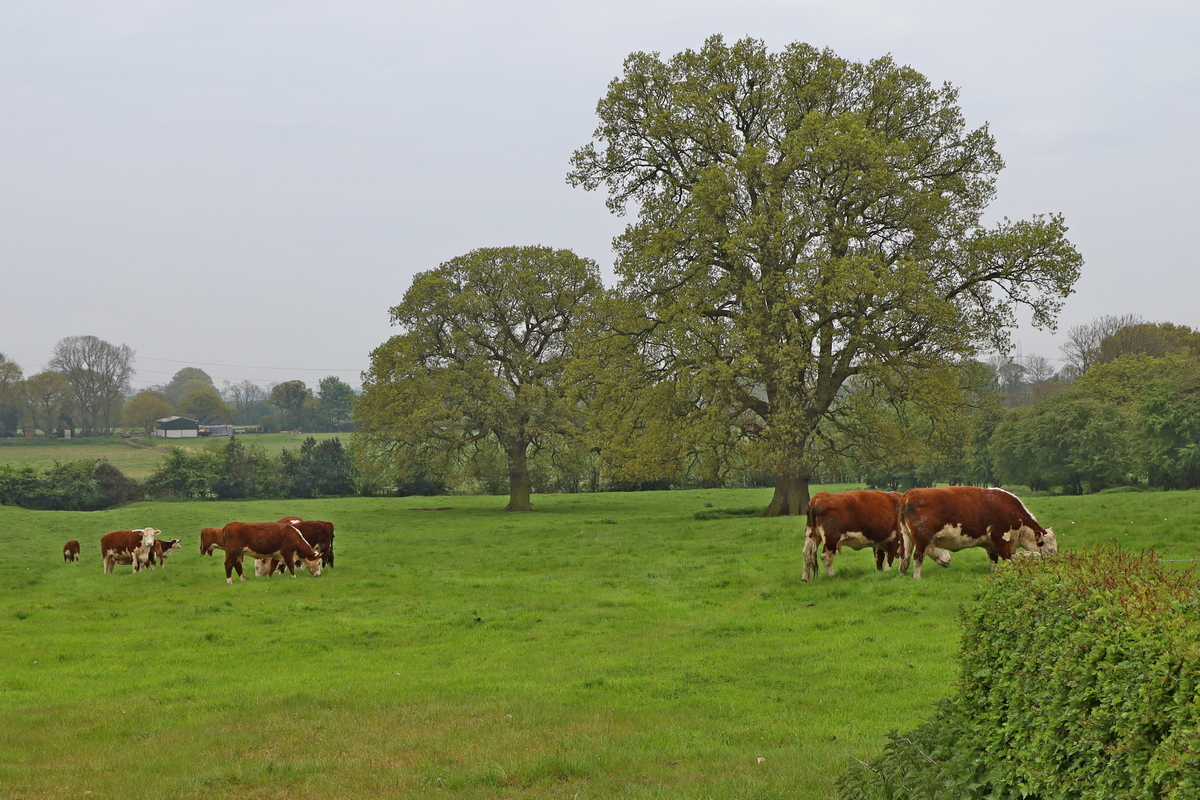 Stillington, koeien bij de cottage
