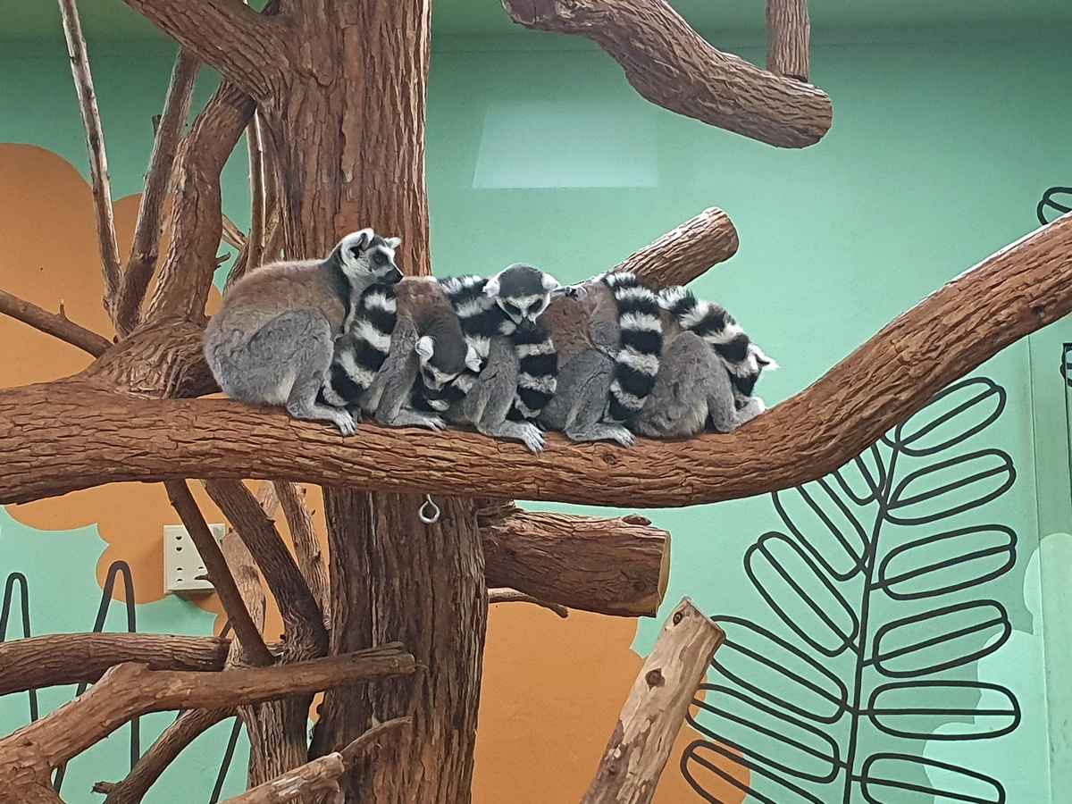Lemuren in het dierentuintje bij de Ark Encounter