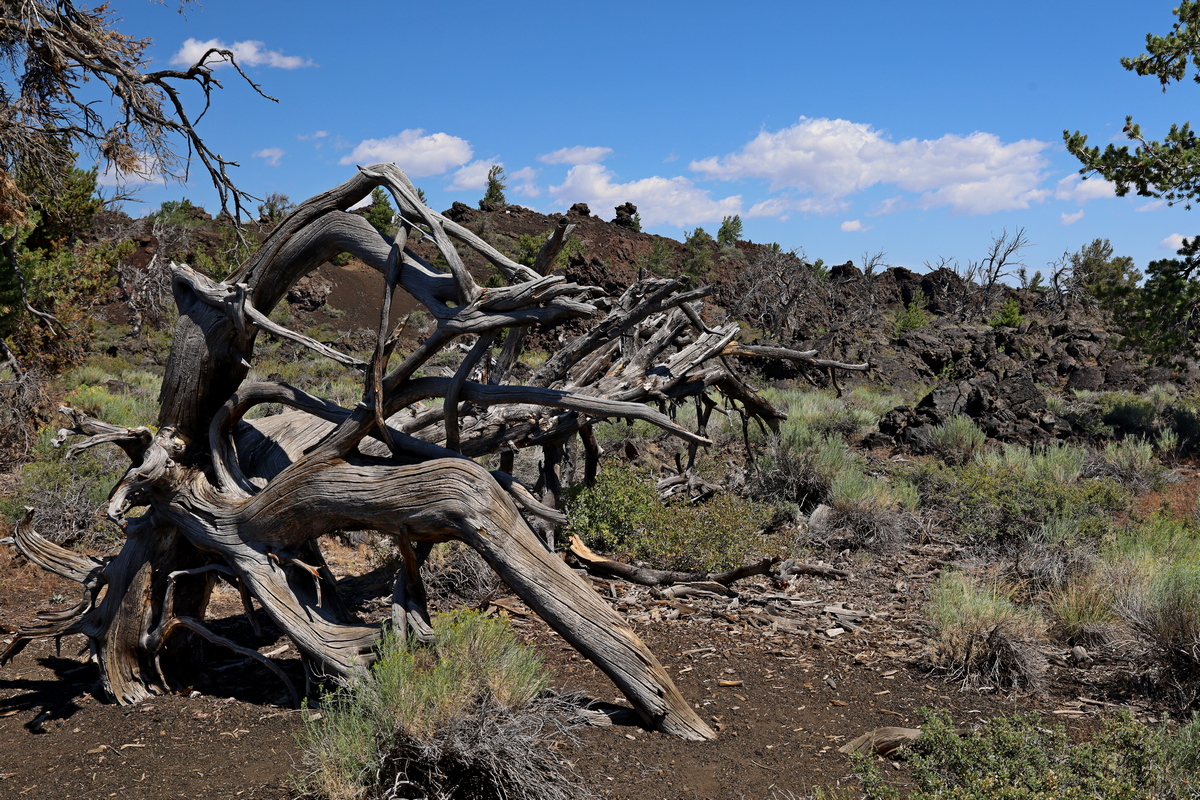 Craters of the Moon, Devil's Orchard