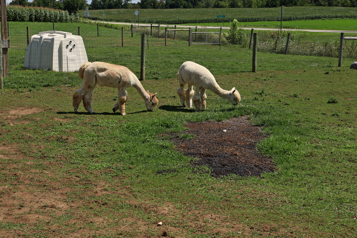 Alpaca's op Moo-ville, Nashville