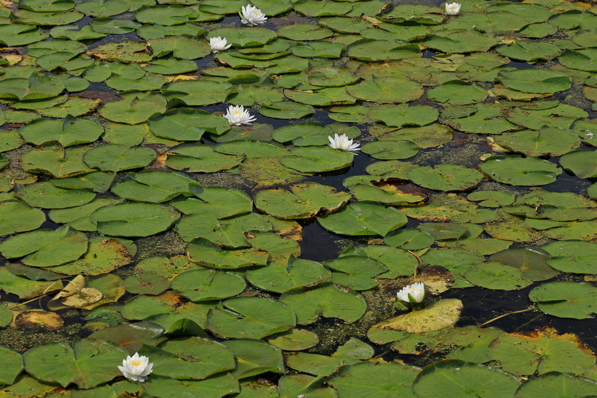 Waterlelies op Reeds Lake