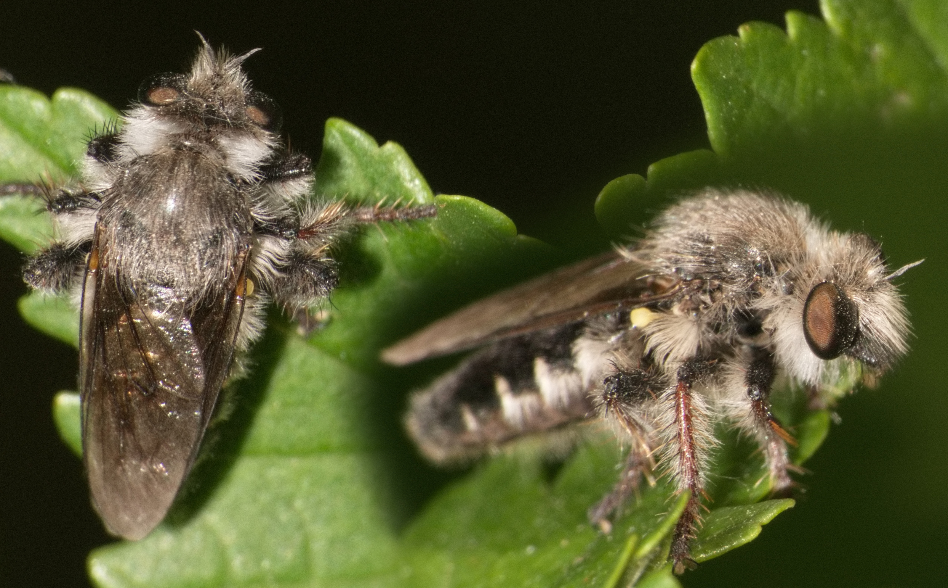 filedn.eu/lVtLmRJlntnXkVKiYJupjfF/asilidae.jpg