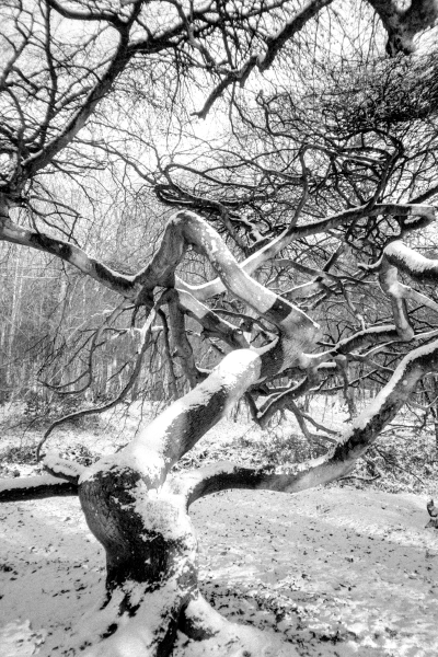 Pharmazie by kls0e from the album nördlich von Lietzow on jasmund.org