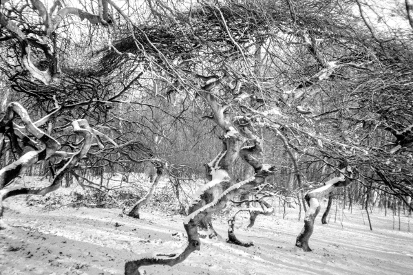 driven by kls0e from the album nördlich von Lietzow on jasmund.org