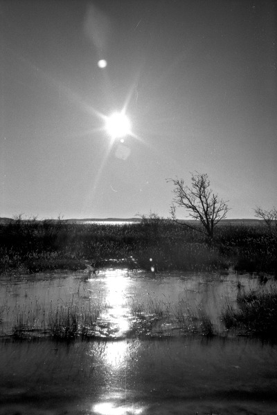 Kleinod III by kls0e from the album nördliches Boddenufer & Schaabe on jasmund.org