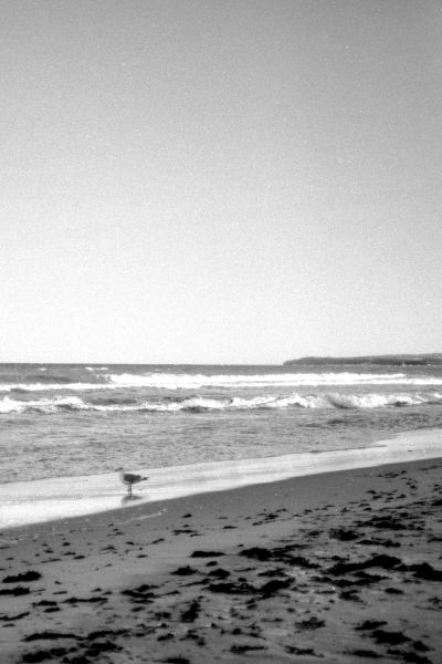 Möwenpic III (Stövchen) by kls0e from the album nördliches Boddenufer & Schaabe on jasmund.org