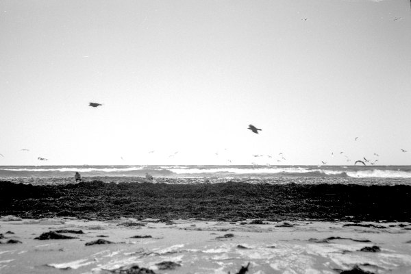 Möwenpic I by kls0e from the album nördliches Boddenufer & Schaabe on jasmund.org