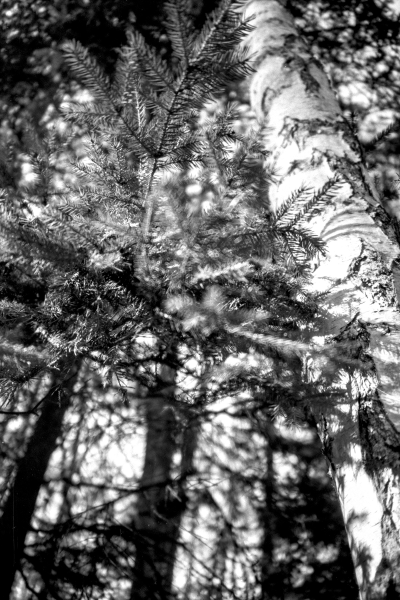 Macarones by kls0e from the album nördliches Boddenufer & Schaabe on jasmund.org