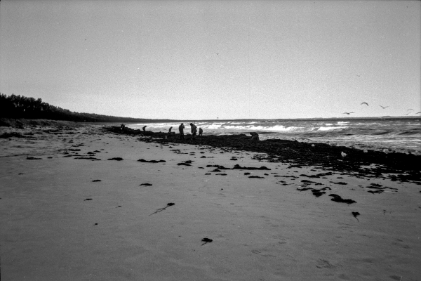 Strandivari by kls0e from the album nördliches Boddenufer & Schaabe on jasmund.org