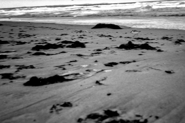 Young Uxle Gumper – On the Run by kls0e from the album nördliches Boddenufer & Schaabe on jasmund.org