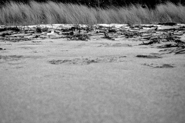 Young Uxle Gumper – On the Stance by kls0e from the album nördliches Boddenufer & Schaabe on jasmund.org