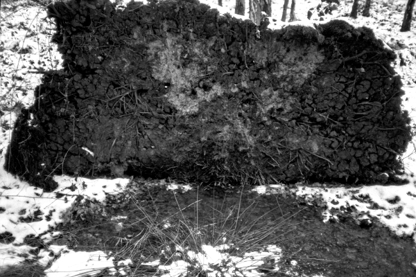 das kolonialisierte Nordamerika by kls0e from the album nördliches Boddenufer & Schaabe on jasmund.org