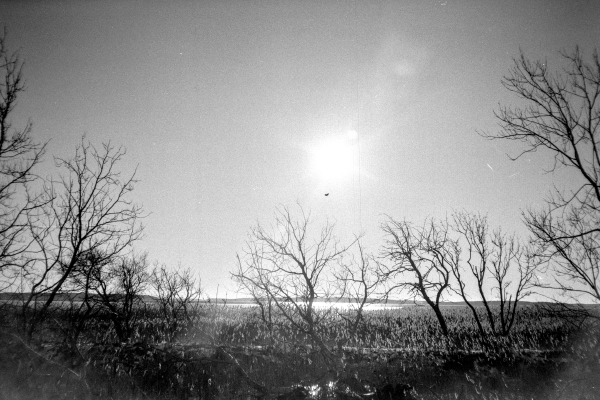 pittoresk by kls0e from the album nördliches Boddenufer & Schaabe on jasmund.org