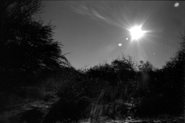 ungerührte Natur III - Sturmfrisur Frizz Bedlook Schwarzkopf by kls0e from the album nördliches Boddenufer & Schaabe on jasmund.org