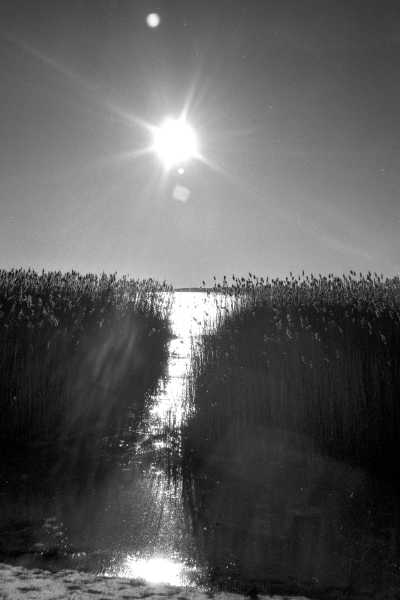 ungerührte Natur II by kls0e from the album nördliches Boddenufer & Schaabe on jasmund.org