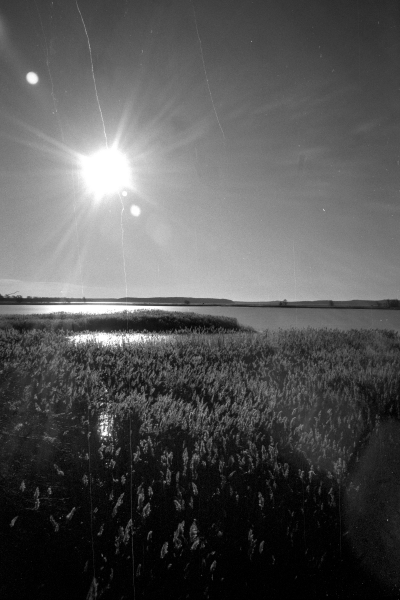 ungerührte Natur by kls0e from the album nördliches Boddenufer & Schaabe on jasmund.org