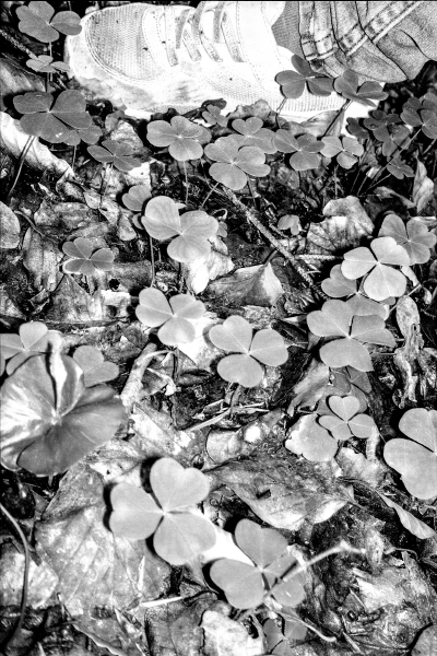 Semperwald by kls0e from the album südlich der Feuersteinfelder on jasmund.org