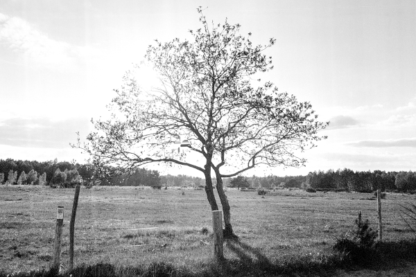 südlich der Feuersteinfelder by kls0e from the album südlich der Feuersteinfelder on jasmund.org