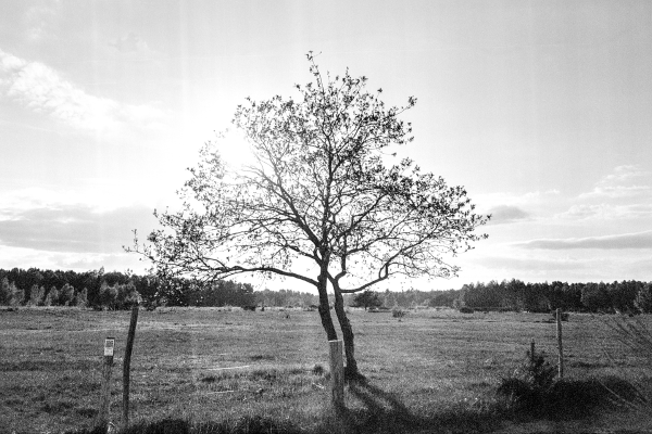 südlich der Feuersteinfelder by kls0e from the album südlich der Feuersteinfelder on jasmund.org