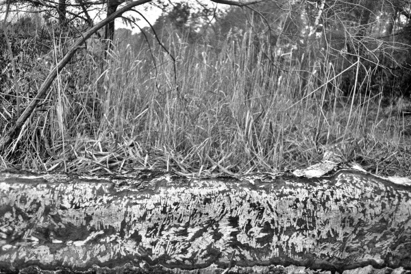 Gustin Beiber by kls0e from the album westlich von Altglobsow on jasmund.org