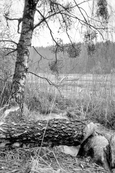 Gustin Beiber III by kls0e from the album westlich von Altglobsow on jasmund.org