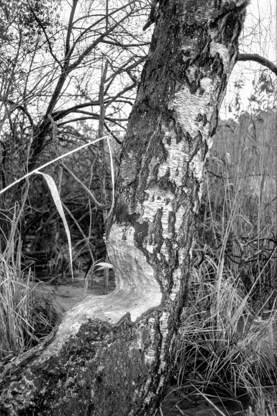 Gustin Beiber II by kls0e from the album westlich von Altglobsow on jasmund.org