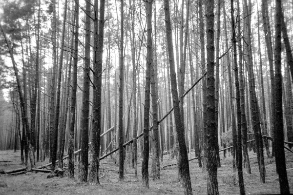 Nutzwald II by kls0e from the album westlich von Altglobsow on jasmund.org