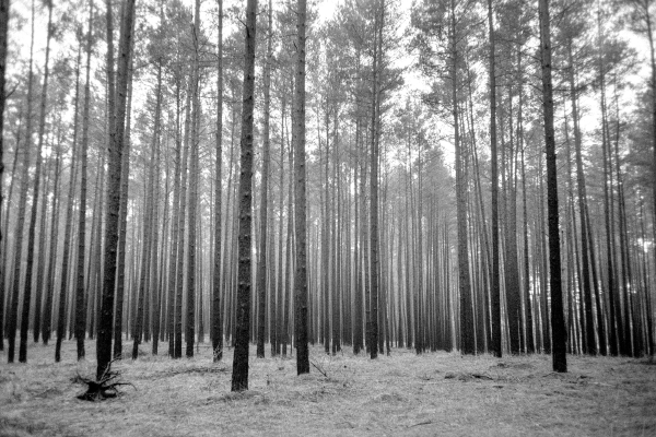 Nutzwald I by kls0e from the album westlich von Altglobsow on jasmund.org