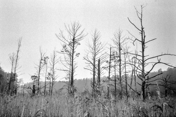 Sinfonie III - Opus by kls0e from the album westlich von Altglobsow on jasmund.org