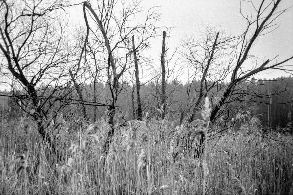 Sinfonie II by kls0e from the album westlich von Altglobsow on jasmund.org