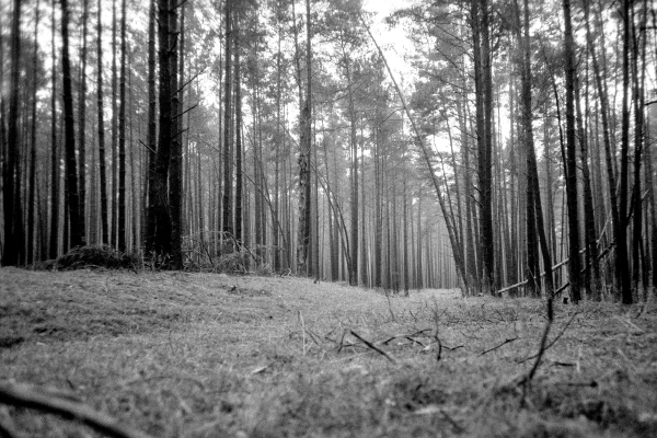 Sinus by kls0e from the album westlich von Altglobsow on jasmund.org