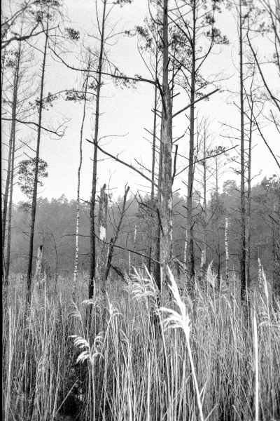 a hundred percent by kls0e from the album westlich von Altglobsow on jasmund.org