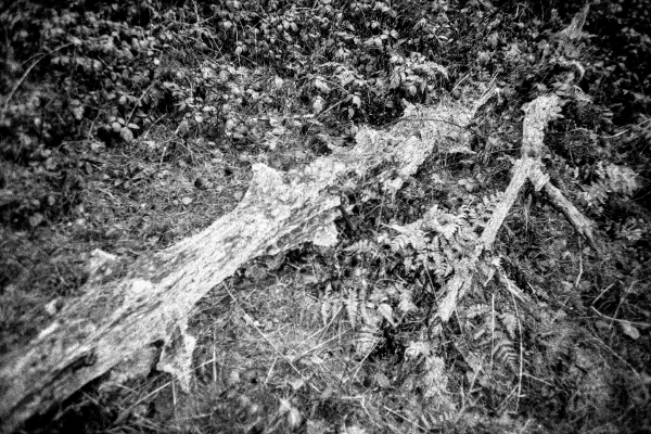 beautiful decay by kls0e from the album westlich von Altglobsow on jasmund.org