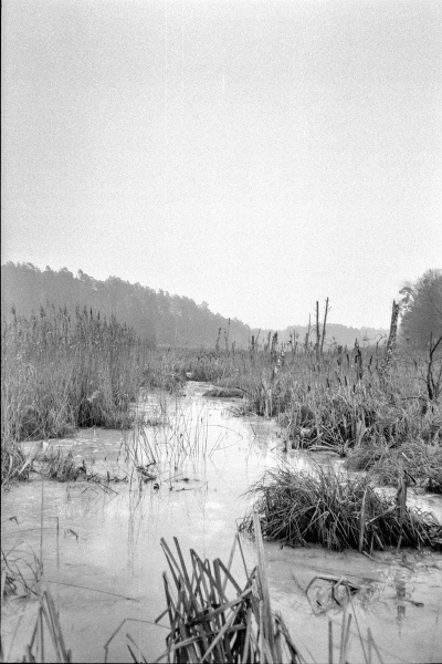 das vereiste Moor II by kls0e from the album westlich von Altglobsow on jasmund.org