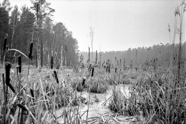 das vereiste Moor by kls0e from the album westlich von Altglobsow on jasmund.org