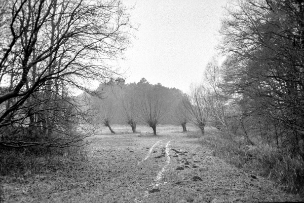 die zahlreichen Gleichen by kls0e from the album westlich von Altglobsow on jasmund.org